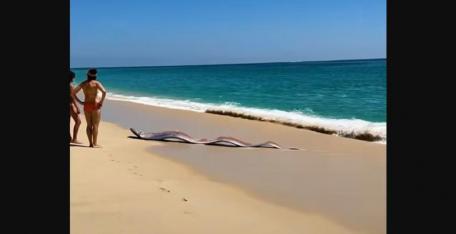 Efsane tekrar gündemde: İki “kıyamet balığı” birden sahile vurdu