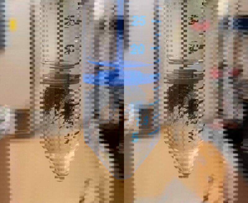 Su altında bir hafta yaşayabilen arı keşfedildi