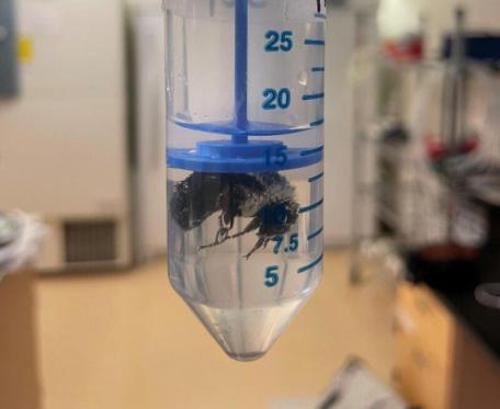 Su altında bir hafta yaşayabilen arı keşfedildi